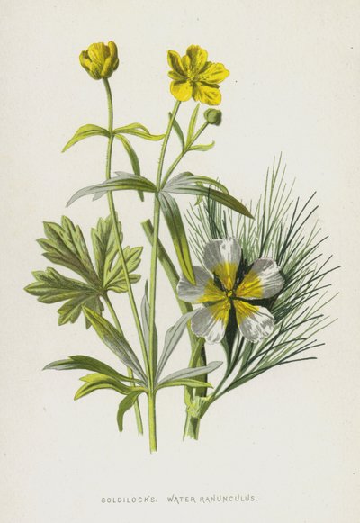 ゴルディロックス、水ラナンキュラス（クロモリト） 作： Frederick Edward Hulme