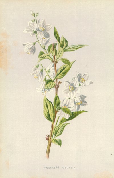 優雅なドイツ 作： Frederick Edward Hulme