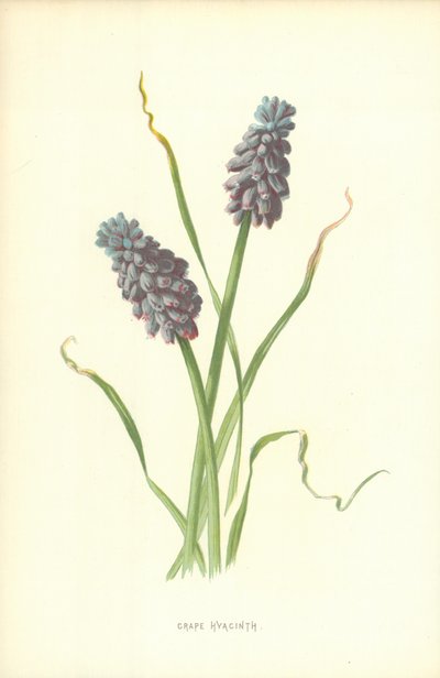ぶどうヒヤシンス 作： Frederick Edward Hulme