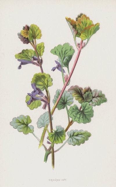 Ground-Ivy（chromolitho） 作： Frederick Edward Hulme