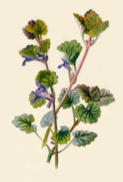 Ground Ivy、1877。 作： Frederick Edward Hulme