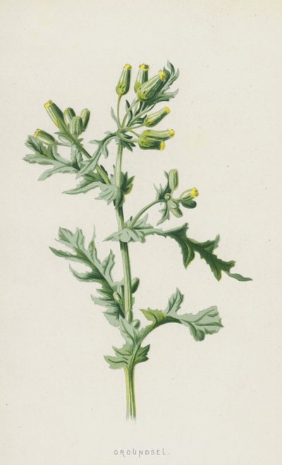 Groundsel（クロモリト） 作： Frederick Edward Hulme