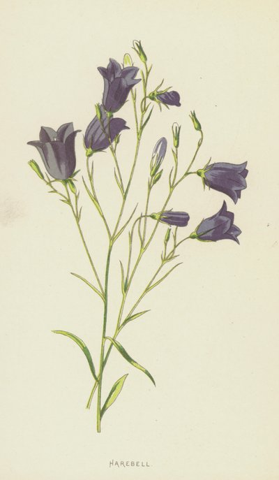 ハレベル（クロモリト） 作： Frederick Edward Hulme