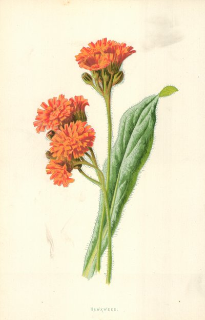 ホークウィード 作： Frederick Edward Hulme