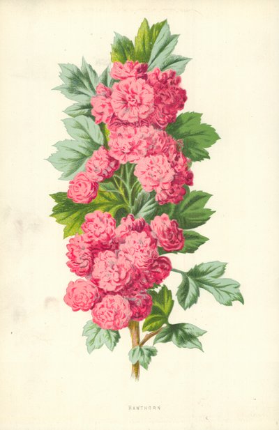 サンザシ 作： Frederick Edward Hulme