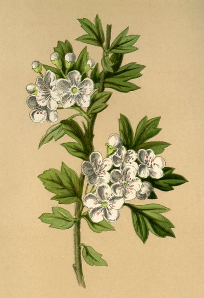 ホーソーン、1877年。 作： Frederick Edward Hulme