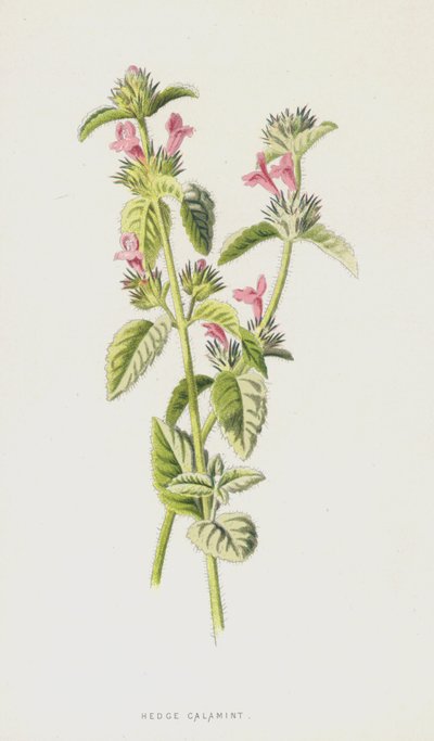 ヘッジカラミント（クロモリト） 作： Frederick Edward Hulme