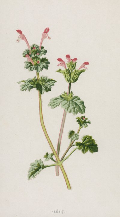 ヘンビット（クロモリト） 作： Frederick Edward Hulme