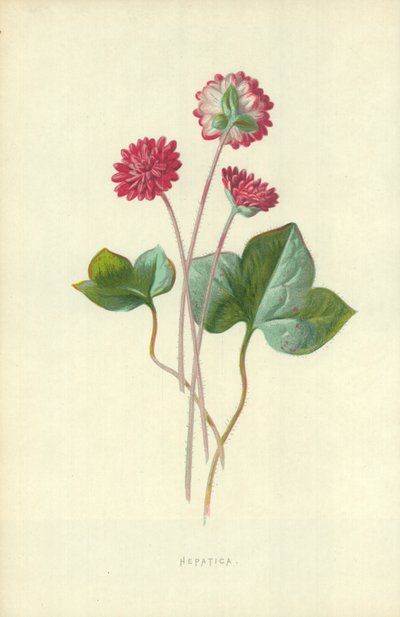 肝臓 作： Frederick Edward Hulme
