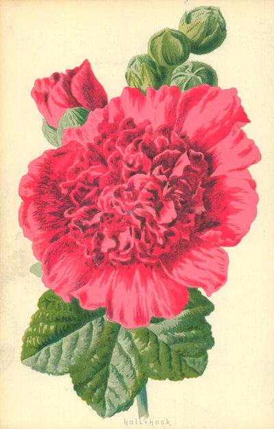 タチアオイ 作： Frederick Edward Hulme