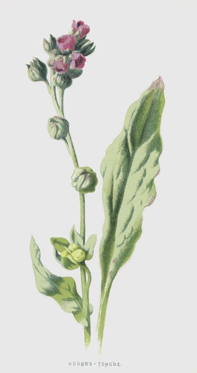 猟犬の舌（chromolitho） 作： Frederick Edward Hulme