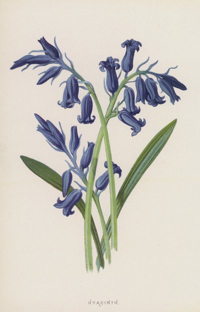 ヒヤシンス（クロモリト） 作： Frederick Edward Hulme