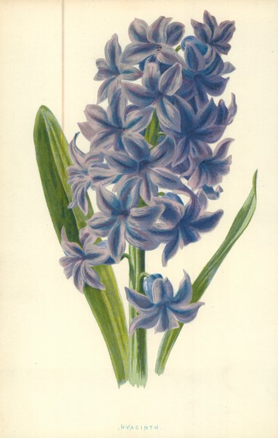 ヒヤシンス 作： Frederick Edward Hulme