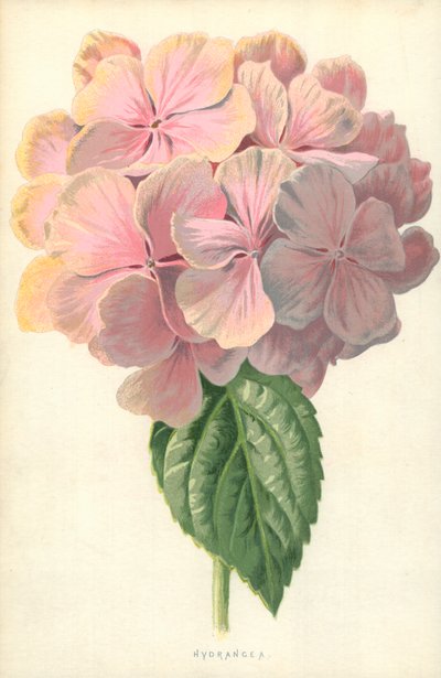 あじさい 作： Frederick Edward Hulme
