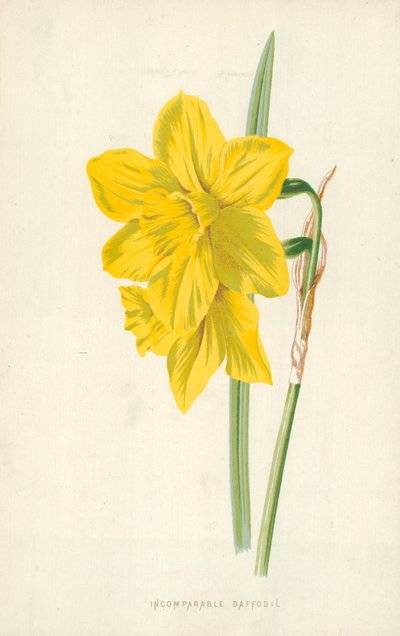 比類のない水仙 作： Frederick Edward Hulme