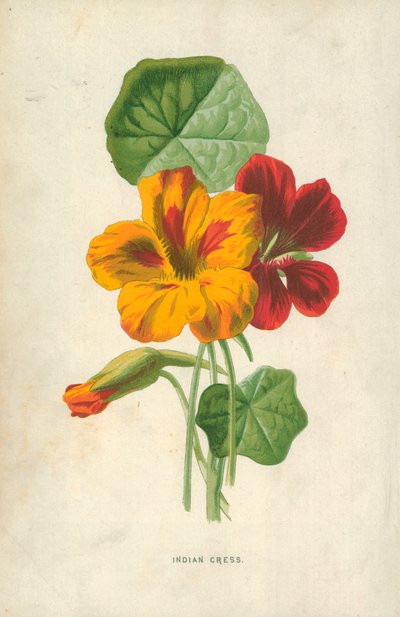 インディアンクレス 作： Frederick Edward Hulme