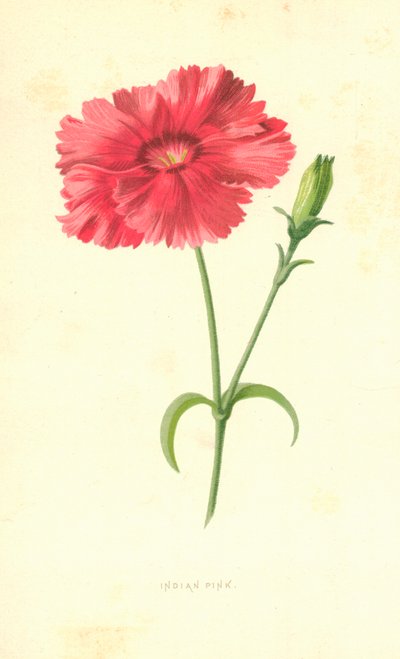 インディアンピンク 作： Frederick Edward Hulme