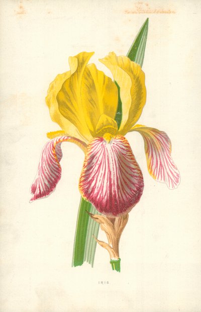 虹彩 作： Frederick Edward Hulme