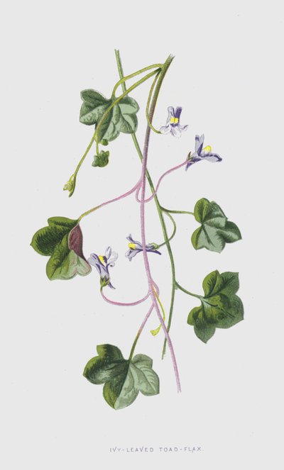 アイビーの葉のヒキガエル亜麻（クロモリト） 作： Frederick Edward Hulme