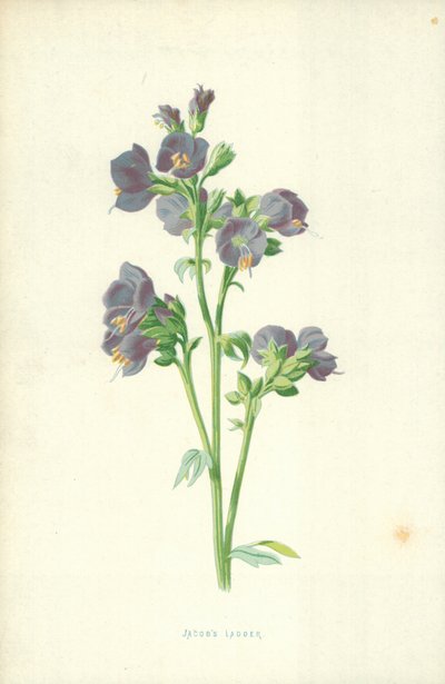 ジェイコブのはしご 作： Frederick Edward Hulme