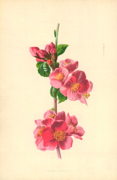 日本15 作： Frederick Edward Hulme