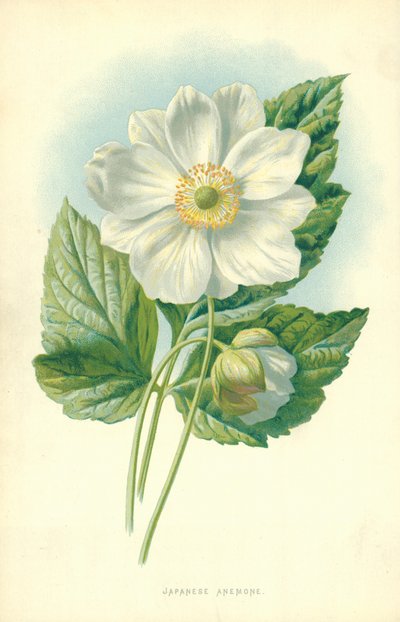 日本のアネモネ 作： Frederick Edward Hulme