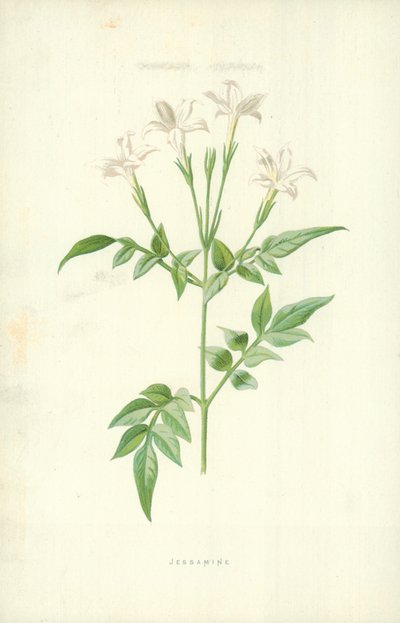 ジャスミン 作： Frederick Edward Hulme
