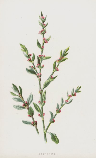 ノットグラス（クロモリト） 作： Frederick Edward Hulme