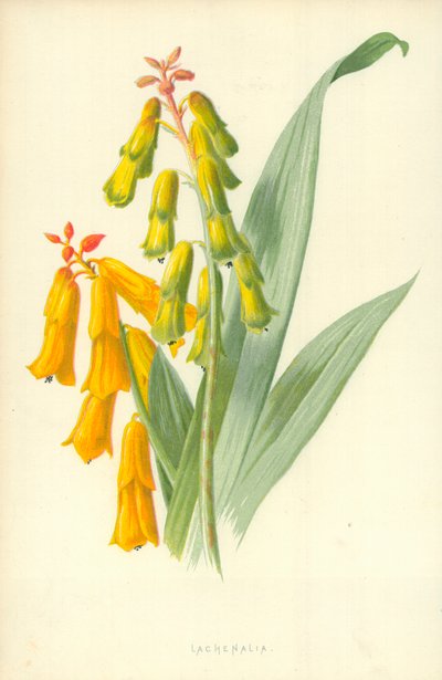 ラケナリア 作： Frederick Edward Hulme