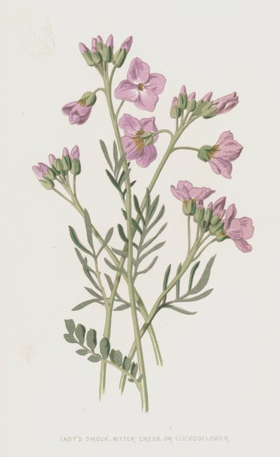 Ladys Smock、Bitter Cress、またはCuckooflower（chromolitho） 作： Frederick Edward Hulme