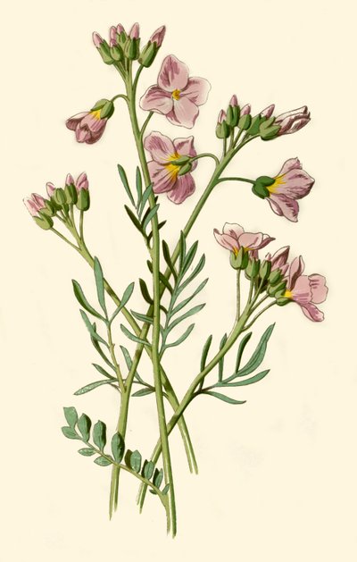 Ladys Smock、BittercressまたはCuckoo Flower、1877年。 作： Frederick Edward Hulme