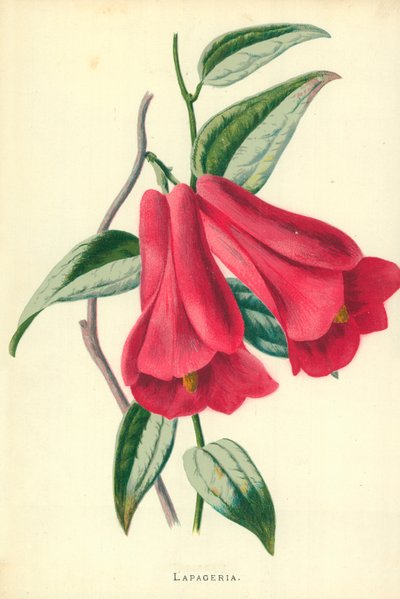 ラパゲリア 作： Frederick Edward Hulme