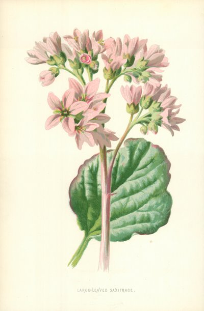 大葉サキシフレージ 作： Frederick Edward Hulme