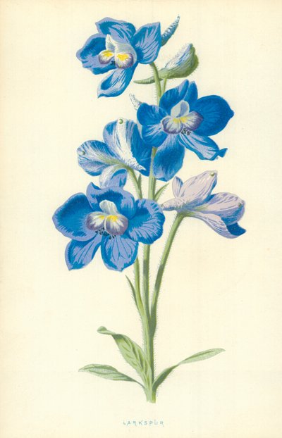 ラークスパー 作： Frederick Edward Hulme