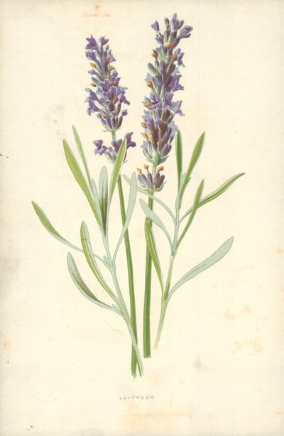 ラベンダー 作： Frederick Edward Hulme
