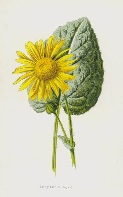 ヒョウの羽根（クロモリト） 作： Frederick Edward Hulme
