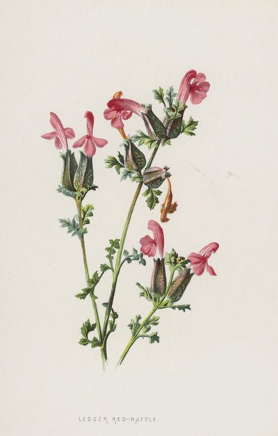 レッサーレッドラトル（クロモリソ） 作： Frederick Edward Hulme