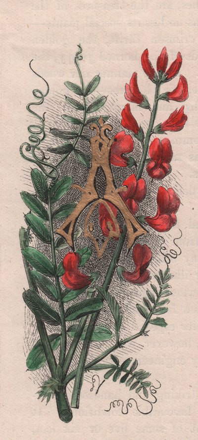 Letter A, drop cap letter, 水彩画エングレーヴィング、10x5cm、Frederick Edward Hulme（1841-1909）作、『The familiar Garden Flower』より、1880年頃。 作： Frederick Edward Hulme