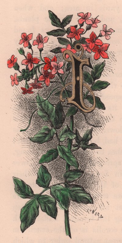 Letter I, drop cap letter, 水彩画エングレーヴィング、10x5cm、Frederick Edward Hulme (1841-1909) による、『The familiar Garden Flower』より、1880年頃。 作： Frederick Edward Hulme