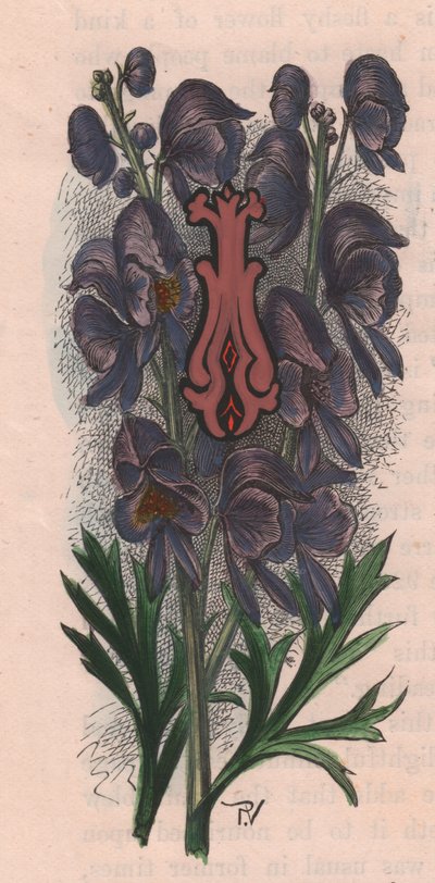 Letter I, drop cap letter, 水彩画エングレーヴィング、10x5cm、Frederick Edward Hulme (1841-1909) による、『The familiar Garden Flower』より、1880年頃。 作： Frederick Edward Hulme