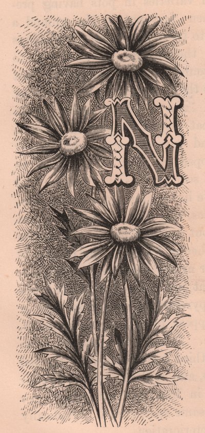 N-kirjain, korkkikirjain, kaiverrus, cm 10x5, kirjoittanut Frederick Edward Hulme (1841-1909) Tutusta puutarhakukkasta, noin 1880 作： Frederick Edward Hulme