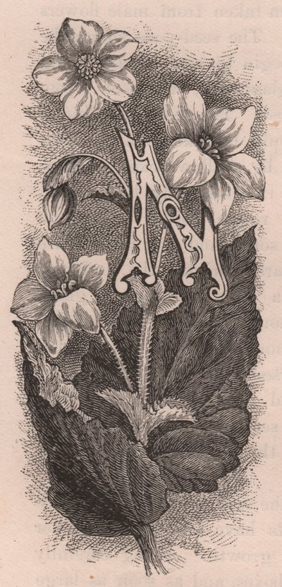 レターN、ドロップキャップレター、エングレーヴィング、cm10x5、Frederick Edward Hulme（1841-1909）作、『The familiar Garden Flower』より、1880年頃。 作： Frederick Edward Hulme