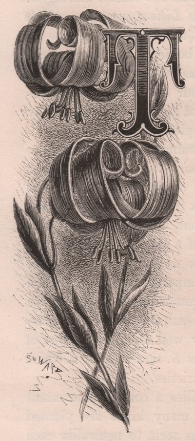 レターT、ドロップキャップレター、エングレーヴィング、10x5cm、Frederick Edward Hulme (1841-1909) による、『The familiar Garden Flower』より、1880年頃。 作： Frederick Edward Hulme