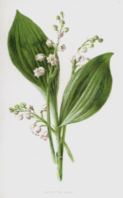 スズラン（chromolitho） 作： Frederick Edward Hulme