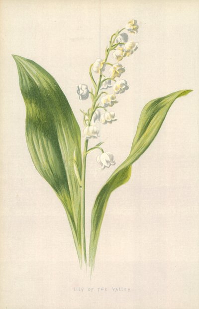 スズラン 作： Frederick Edward Hulme