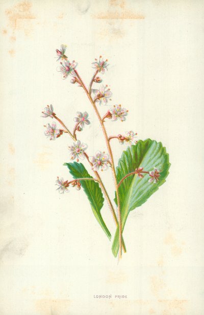 ロンドンプライド 作： Frederick Edward Hulme