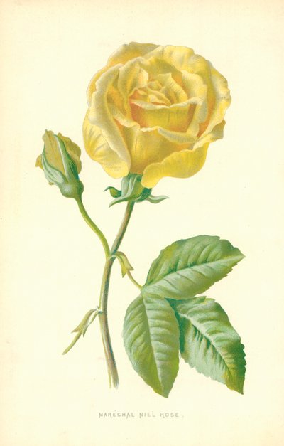ニールローズ元帥 作： Frederick Edward Hulme