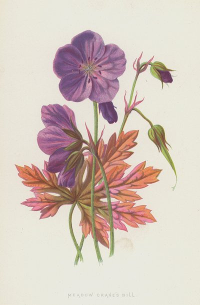 メドウクレーンビル（クロモリト） 作： Frederick Edward Hulme