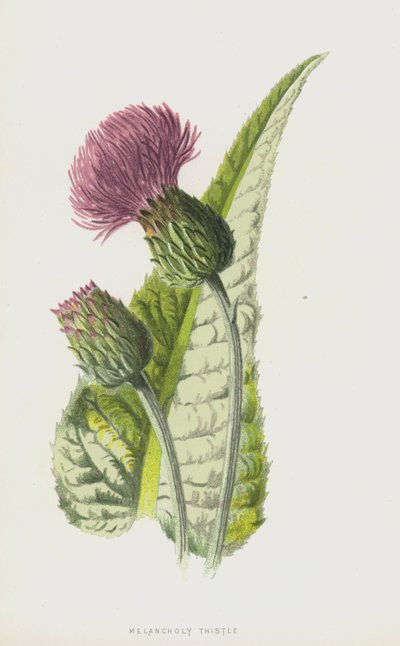 憂鬱なアザミ（クロモリト） 作： Frederick Edward Hulme