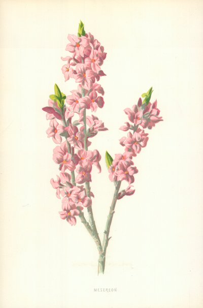 メセレオン 作： Frederick Edward Hulme